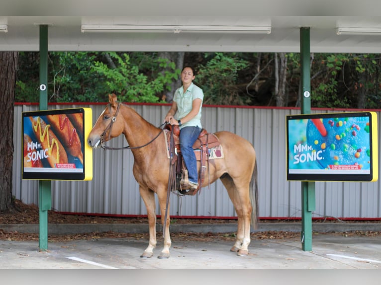 American Quarter Horse Gelding 6 years 15 hh Dun in RUSK, TX