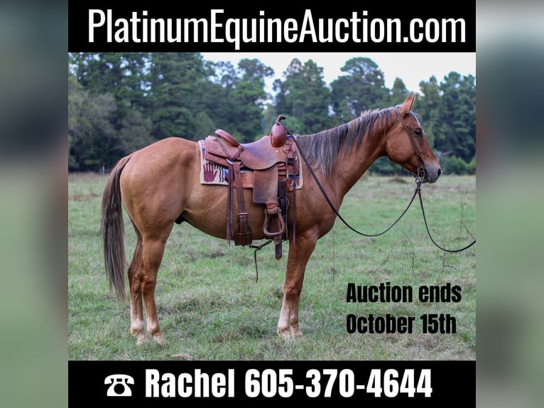 American Quarter Horse Gelding 6 years 15 hh Dun in RUSK, TX