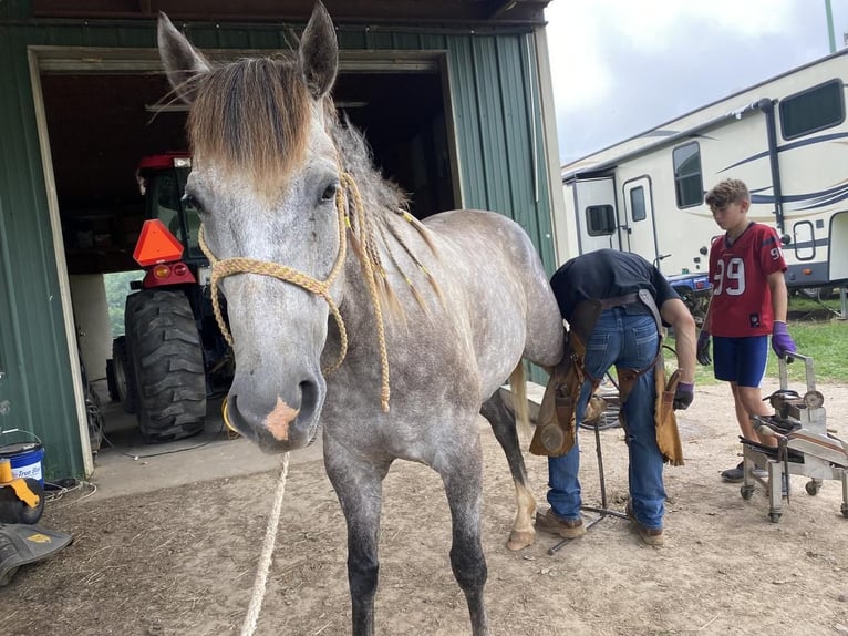 American Quarter Horse Gelding 6 years 15 hh Gray-Dapple in Carthage, TX