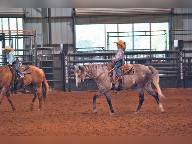 American Quarter Horse Gelding 6 years 15 hh Gray-Dapple in Carthage, TX