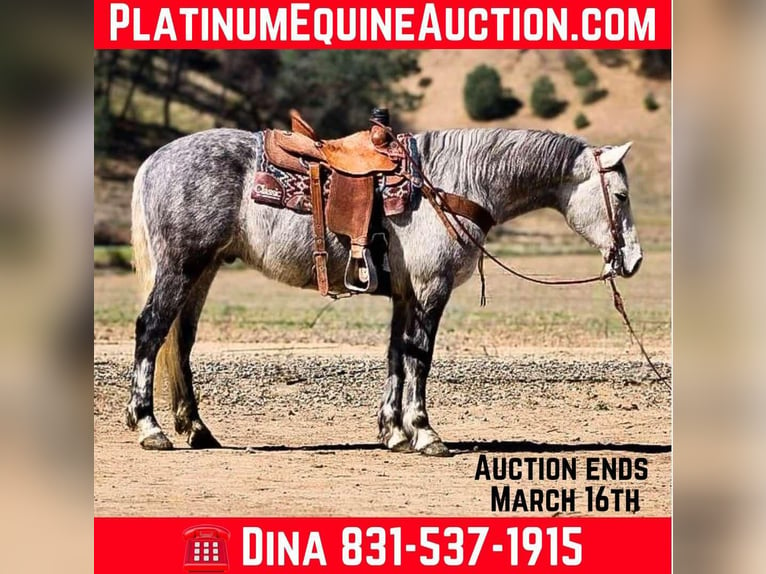 American Quarter Horse Gelding 6 years 15 hh Gray-Dapple in Paicines CA