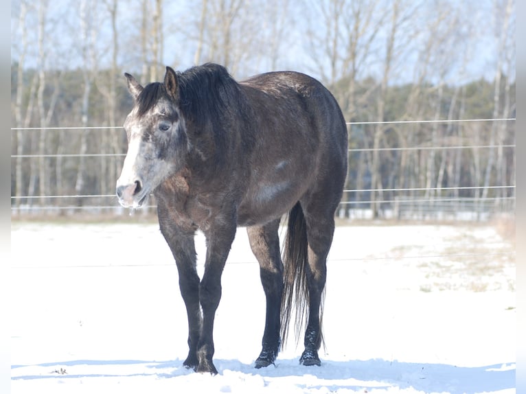 American Quarter Horse Gelding 6 years 15 hh Gray-Dark-Tan in Finsterwalde