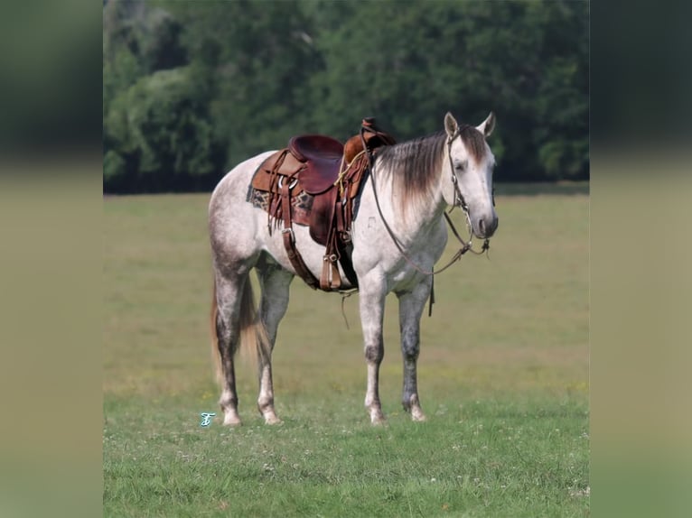 American Quarter Horse Gelding 6 years 15 hh Gray in Carthage, TX
