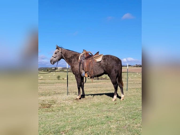 American Quarter Horse Gelding 6 years 15 hh Gray in Rising Star TX