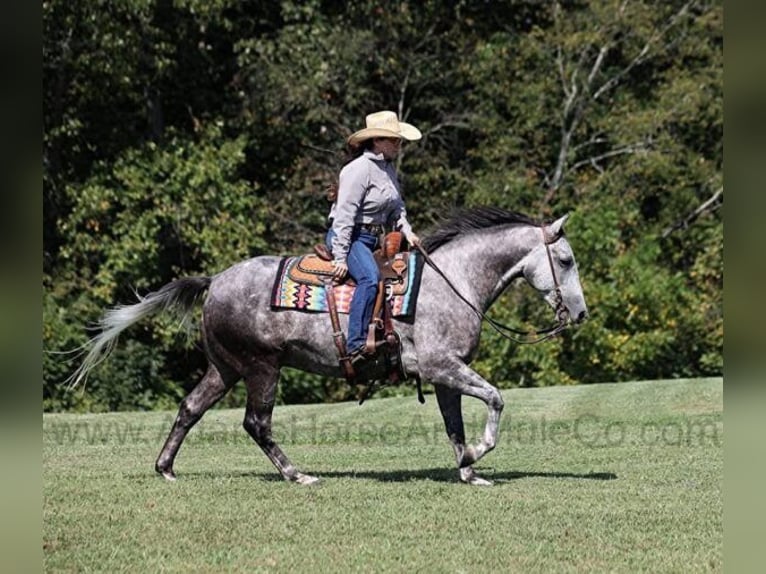American Quarter Horse Gelding 6 years 15 hh Grey-Dapple in Mount Vernon