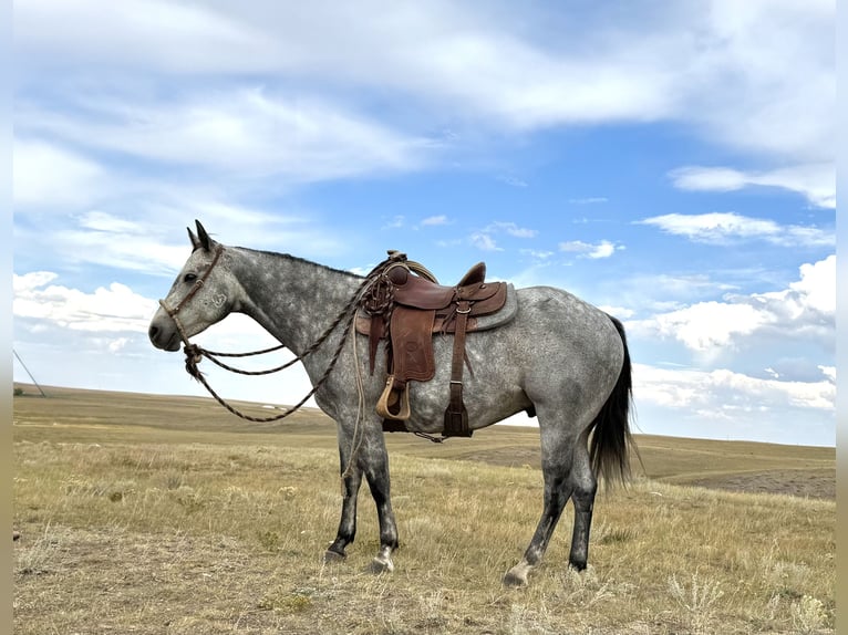 American Quarter Horse Gelding 6 years 15 hh Grey in Power, MT