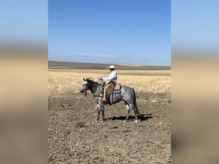American Quarter Horse Gelding 6 years 15 hh Grey in Power, MT