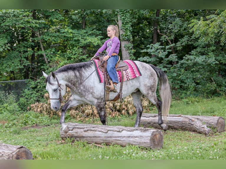 American Quarter Horse Gelding 6 years 15 hh Grey in Sedalia