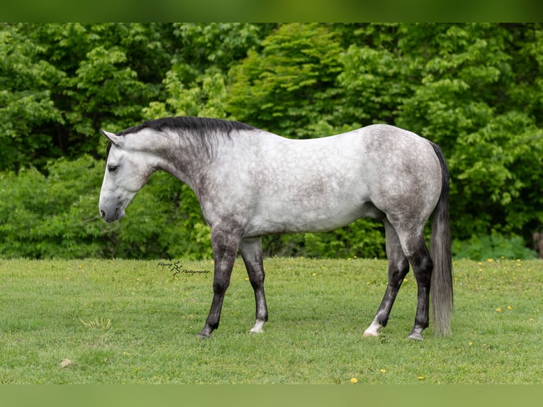 American Quarter Horse Gelding 6 years 15 hh Grey in Sedalia