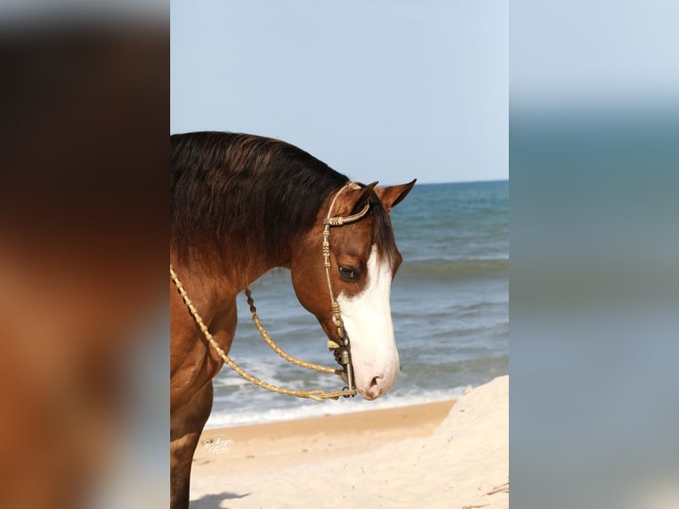 American Quarter Horse Gelding 6 years 15 hh Grullo in Millersburg