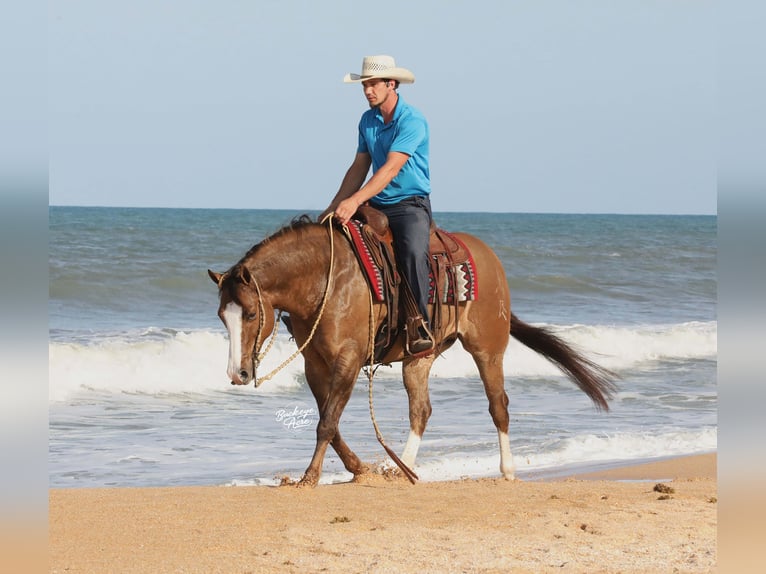 American Quarter Horse Gelding 6 years 15 hh Grullo in Millersburg