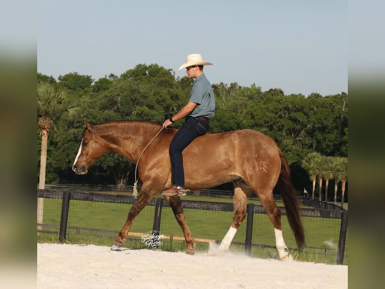 American Quarter Horse Gelding 6 years 15 hh Grullo in Millersburg
