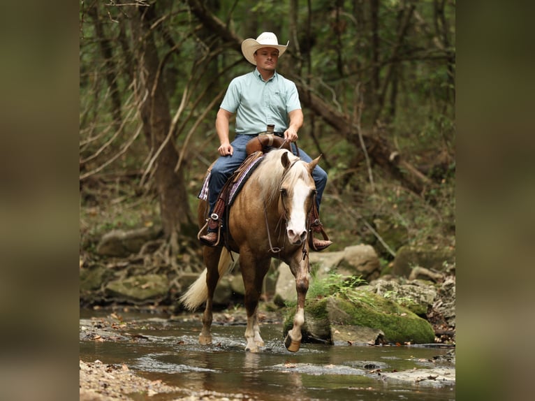 American Quarter Horse Gelding 6 years 15 hh Palomino in Buffalo