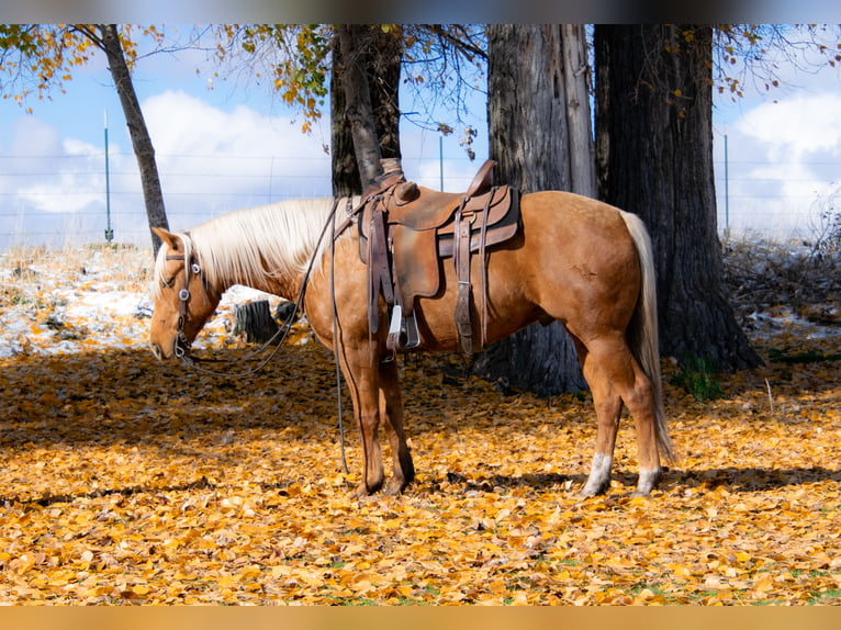 American Quarter Horse Gelding 6 years 15 hh Palomino in Saint Anthony