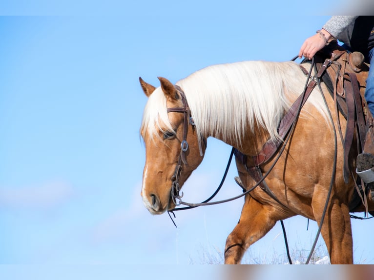 American Quarter Horse Gelding 6 years 15 hh Palomino in Saint Anthony