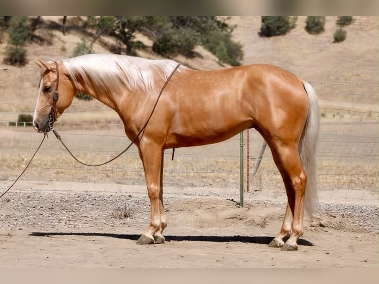American Quarter Horse Gelding 6 years 15 hh Palomino in Tres Pinos