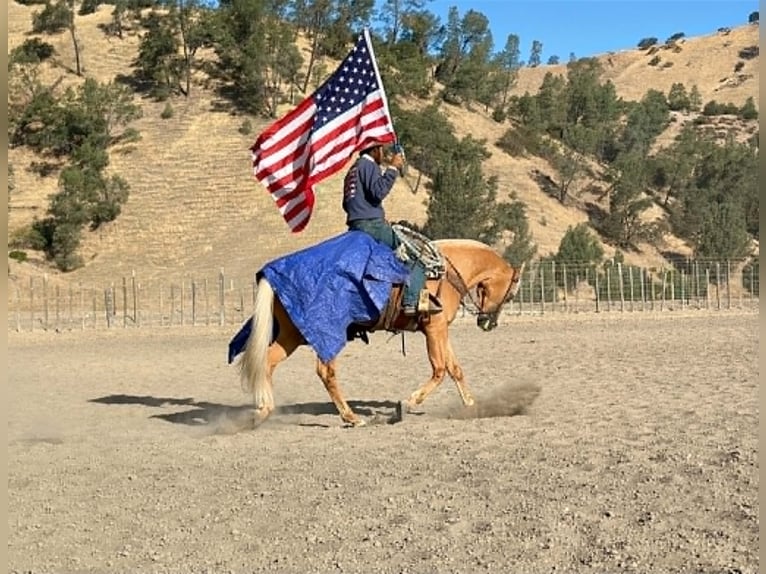American Quarter Horse Gelding 6 years 15 hh Palomino in Tres Pinos