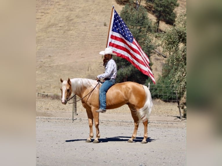 American Quarter Horse Gelding 6 years 15 hh Palomino in Tres Pinos