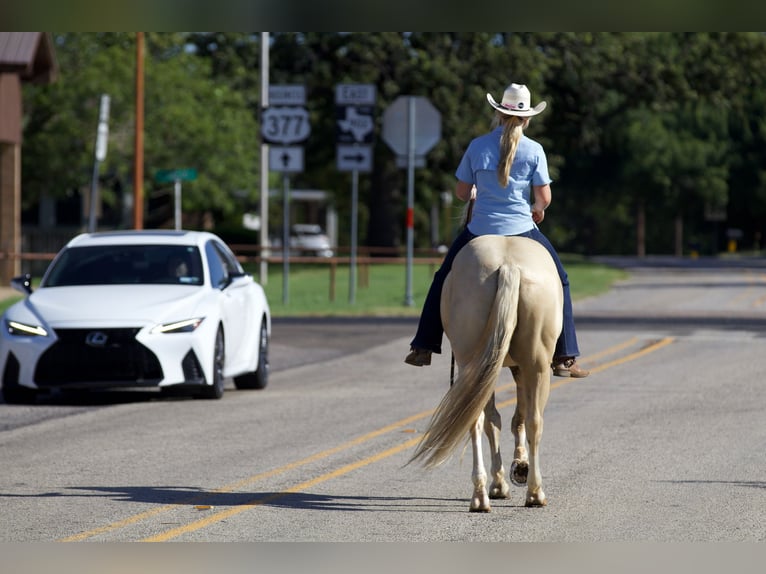 American Quarter Horse Gelding 6 years 15 hh Palomino in Collinsville