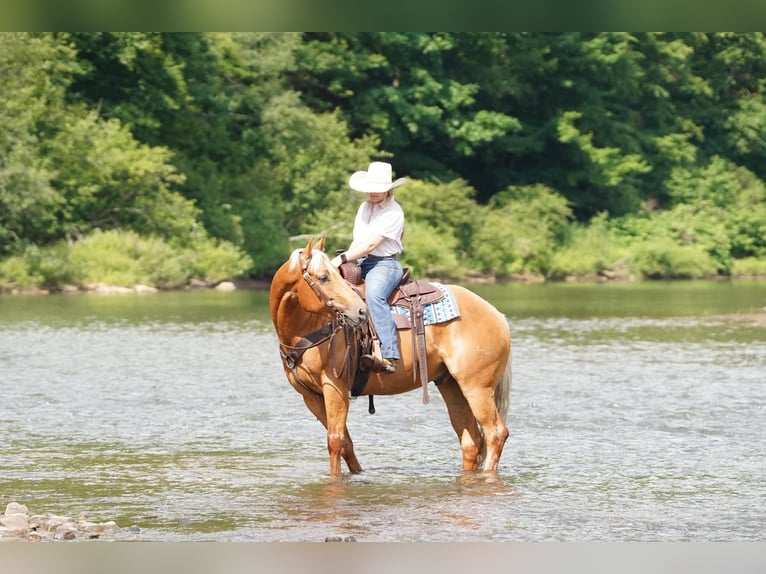 American Quarter Horse Gelding 6 years 15 hh Palomino in Clarion