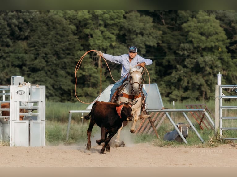 American Quarter Horse Gelding 6 years 15 hh Palomino in Lewistown