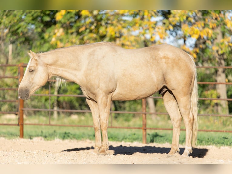 American Quarter Horse Gelding 6 years 15 hh Palomino in Lewistown