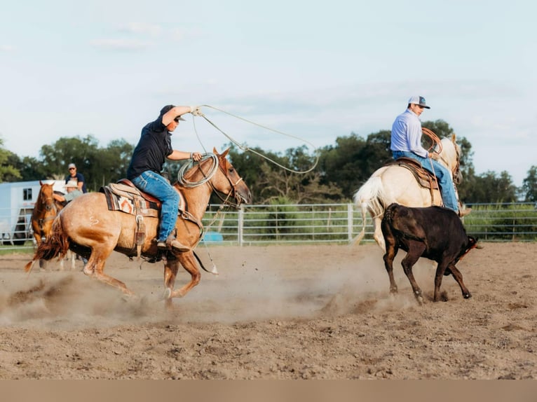 American Quarter Horse Gelding 6 years 15 hh Palomino in Lewistown