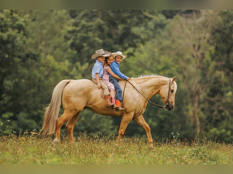 American Quarter Horse Gelding 6 years 15 hh Palomino in Lyles, TN