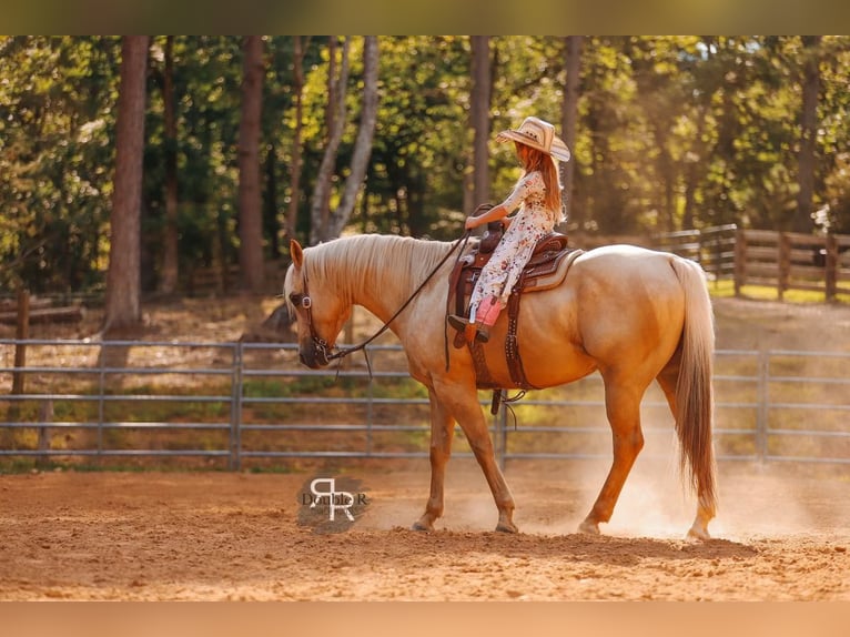 American Quarter Horse Gelding 6 years 15 hh Palomino in Lyles, TN
