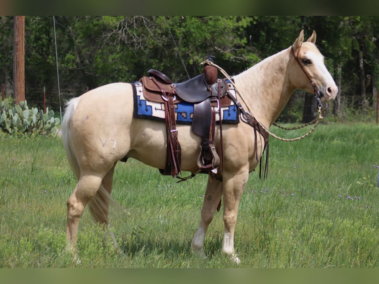 American Quarter Horse Gelding 6 years 15 hh Palomino in Morgan MIll TX