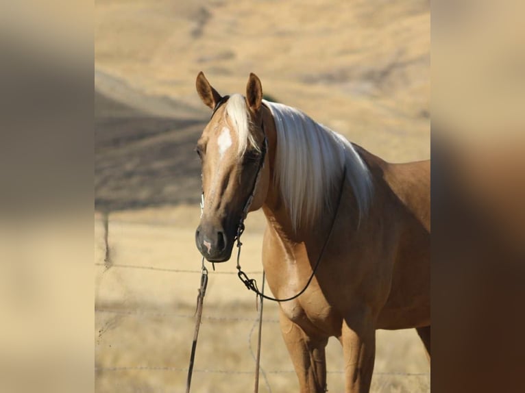 American Quarter Horse Gelding 6 years 15 hh Palomino in Paicines CA