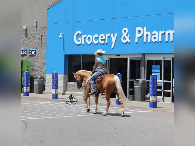 American Quarter Horse Gelding 6 years 15 hh Palomino in Gladstone, NJ
