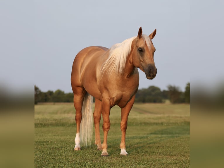 American Quarter Horse Gelding 6 years 15 hh Palomino in Buffalo, MO