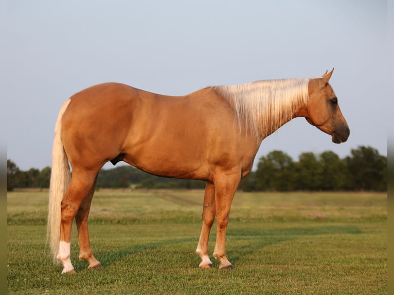 American Quarter Horse Gelding 6 years 15 hh Palomino in Buffalo, MO