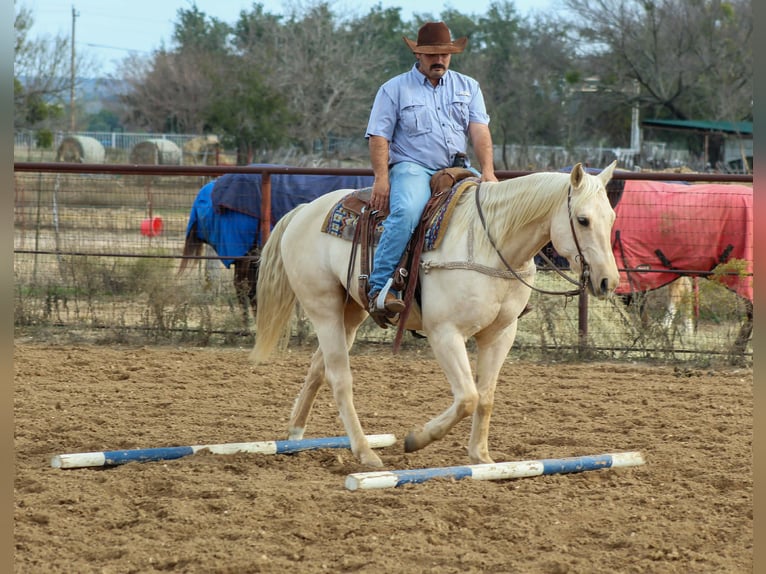American Quarter Horse Gelding 6 years 15 hh Palomino in Stephenville TX
