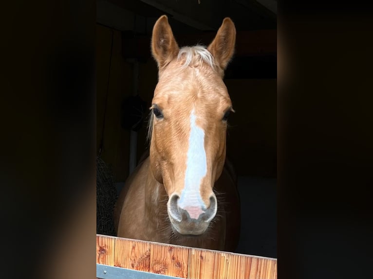 American Quarter Horse Gelding 6 years 15 hh Palomino in Aachen