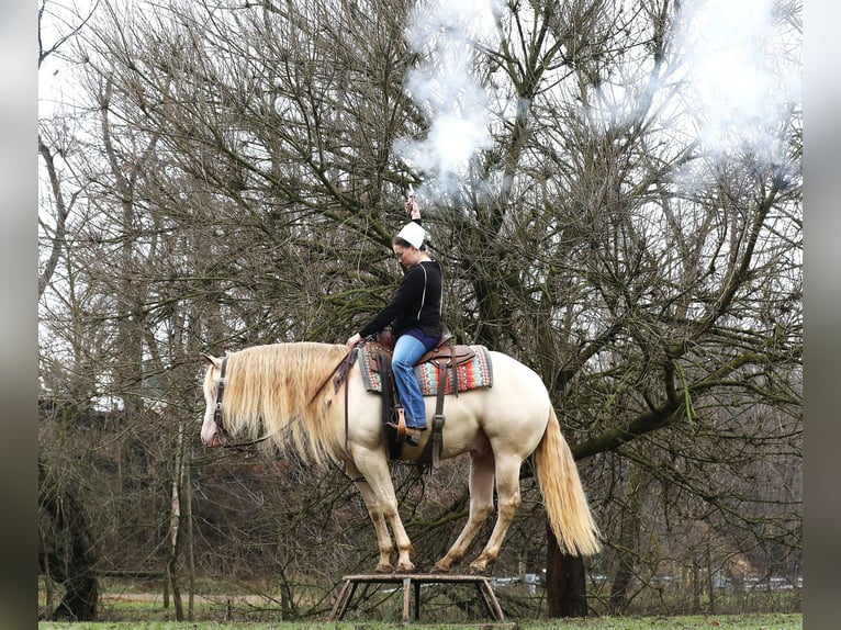 American Quarter Horse Gelding 6 years 15 hh Perlino in Millersburg