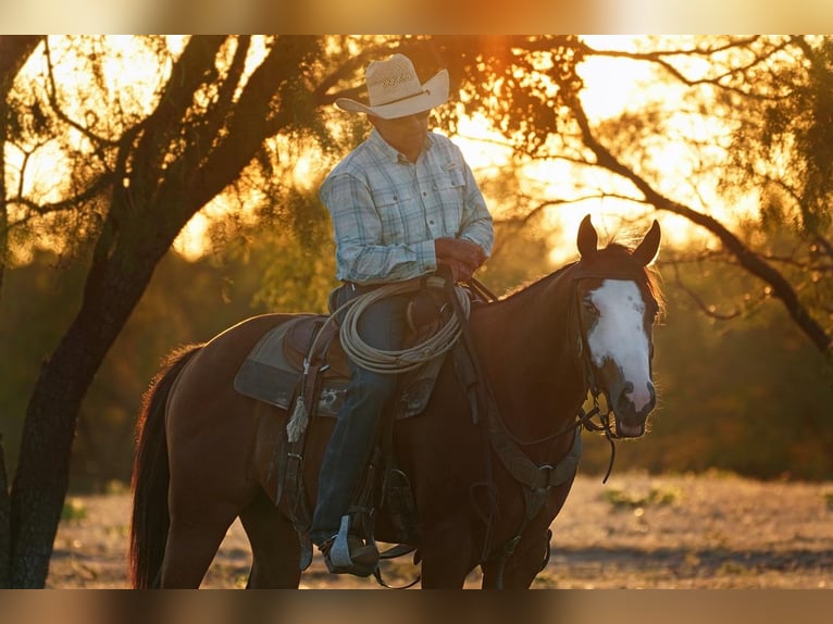 American Quarter Horse Mix Gelding 6 years 15 hh in Terrell, TX