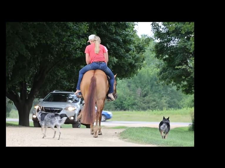 American Quarter Horse Gelding 6 years 15 hh Red Dun in River Falls, WI