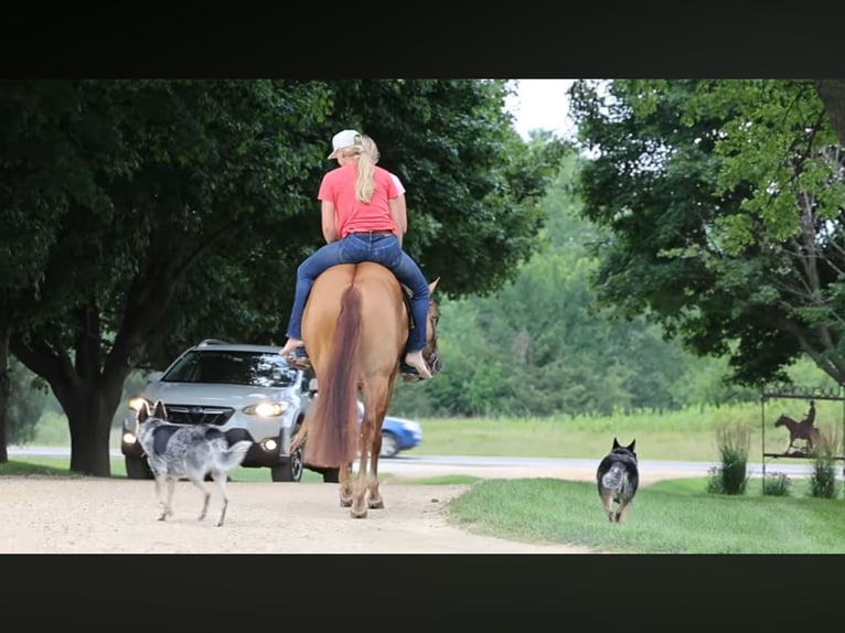American Quarter Horse Gelding 6 years 15 hh Red Dun in River Falls, WI
