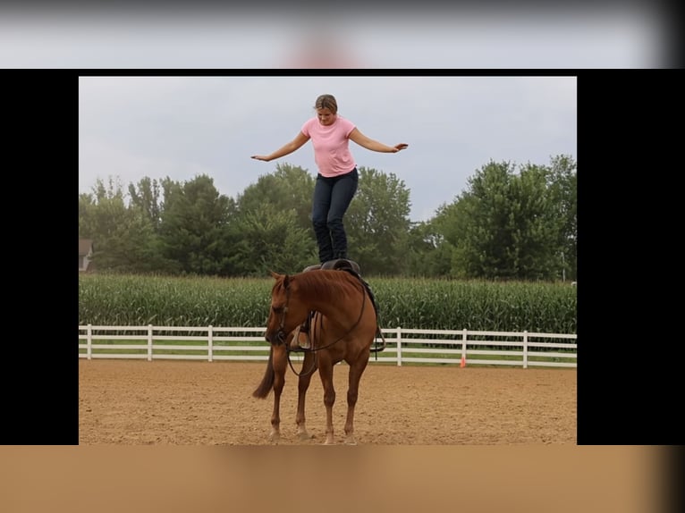 American Quarter Horse Gelding 6 years 15 hh Red Dun in River Falls, WI