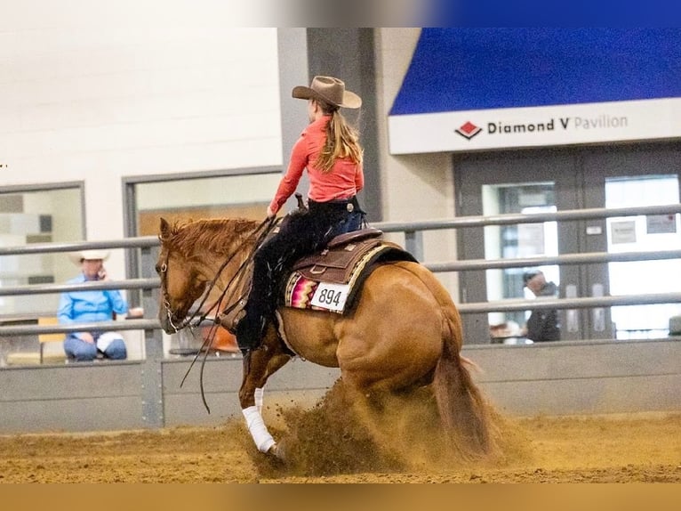 American Quarter Horse Gelding 6 years 15 hh Red Dun in River Falls, WI