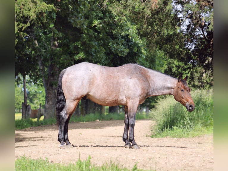 American Quarter Horse Gelding 6 years 15 hh Roan-Bay in Rolla, MO