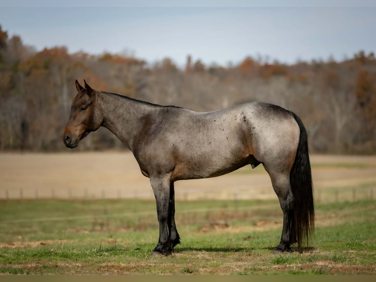 American Quarter Horse Gelding 6 years 15 hh Roan-Bay in Auburn