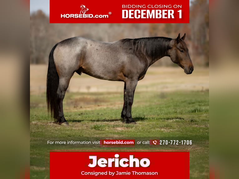 American Quarter Horse Gelding 6 years 15 hh Roan-Bay in Auburn