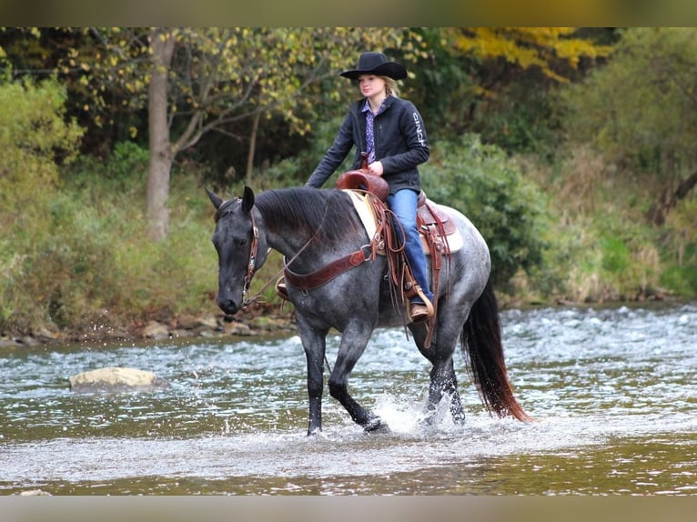 American Quarter Horse Gelding 6 years 15 hh Roan-Blue in Shippenville, PA