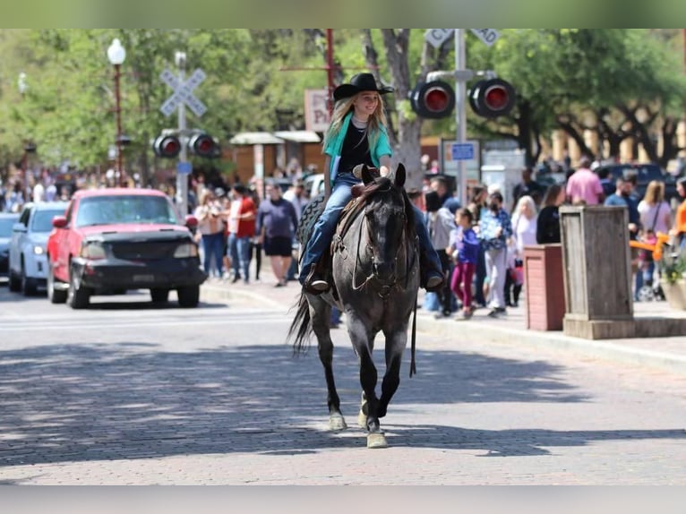 American Quarter Horse Gelding 6 years 15 hh Roan-Blue in Stephenville, TX