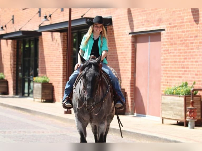 American Quarter Horse Gelding 6 years 15 hh Roan-Blue in Stephenville, TX