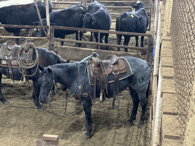 American Quarter Horse Gelding 6 years 15 hh Roan-Blue in Carthage