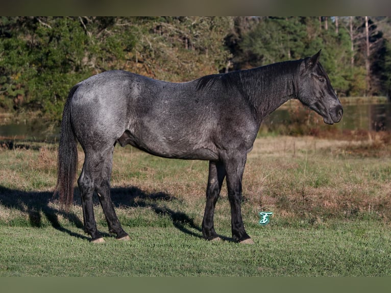 American Quarter Horse Gelding 6 years 15 hh Roan-Blue in Carthage